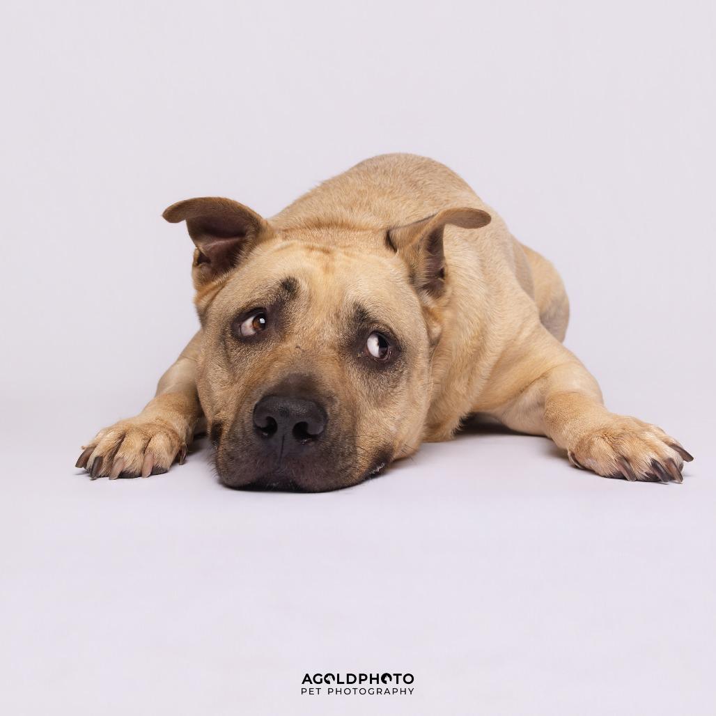 Enlarge Gio, a Adoptable Mixed Breed in Sarasota, FL image 3/6
