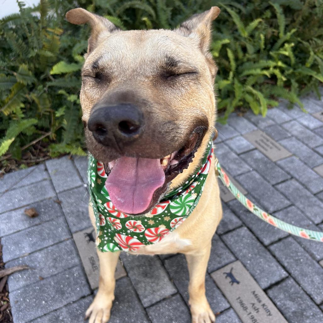 Enlarge Gio, a Adoptable Mixed Breed in Sarasota, FL image 4/6