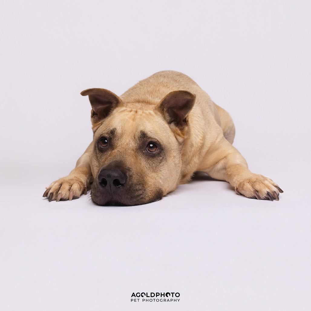 Enlarge Gio, a Adoptable Mixed Breed in Sarasota, FL image 5/6