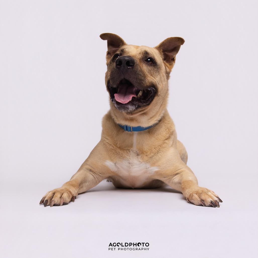 Enlarge Gio, a Adoptable Mixed Breed in Sarasota, FL image 6/6