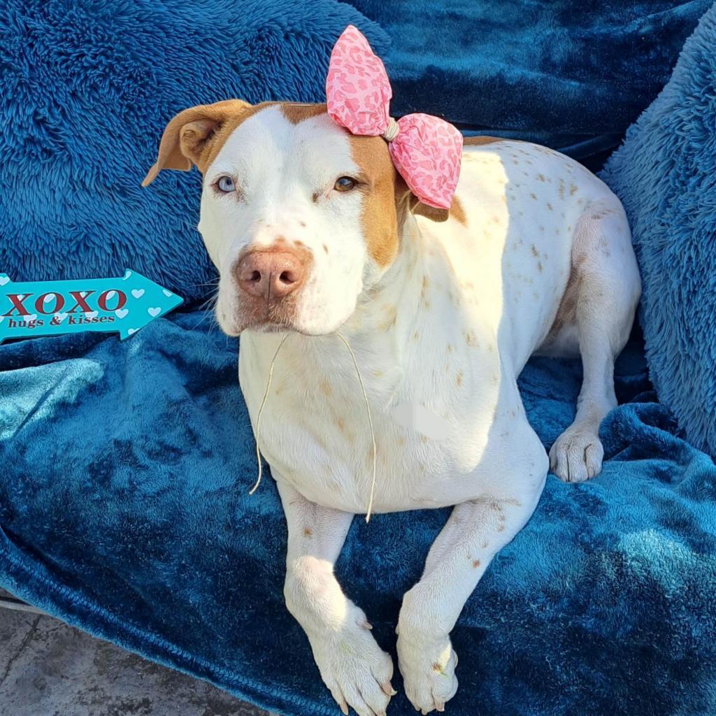 Heidi DJ*, an adoptable Pit Bull Terrier in Seattle, WA, 98106 | Photo Image 6
