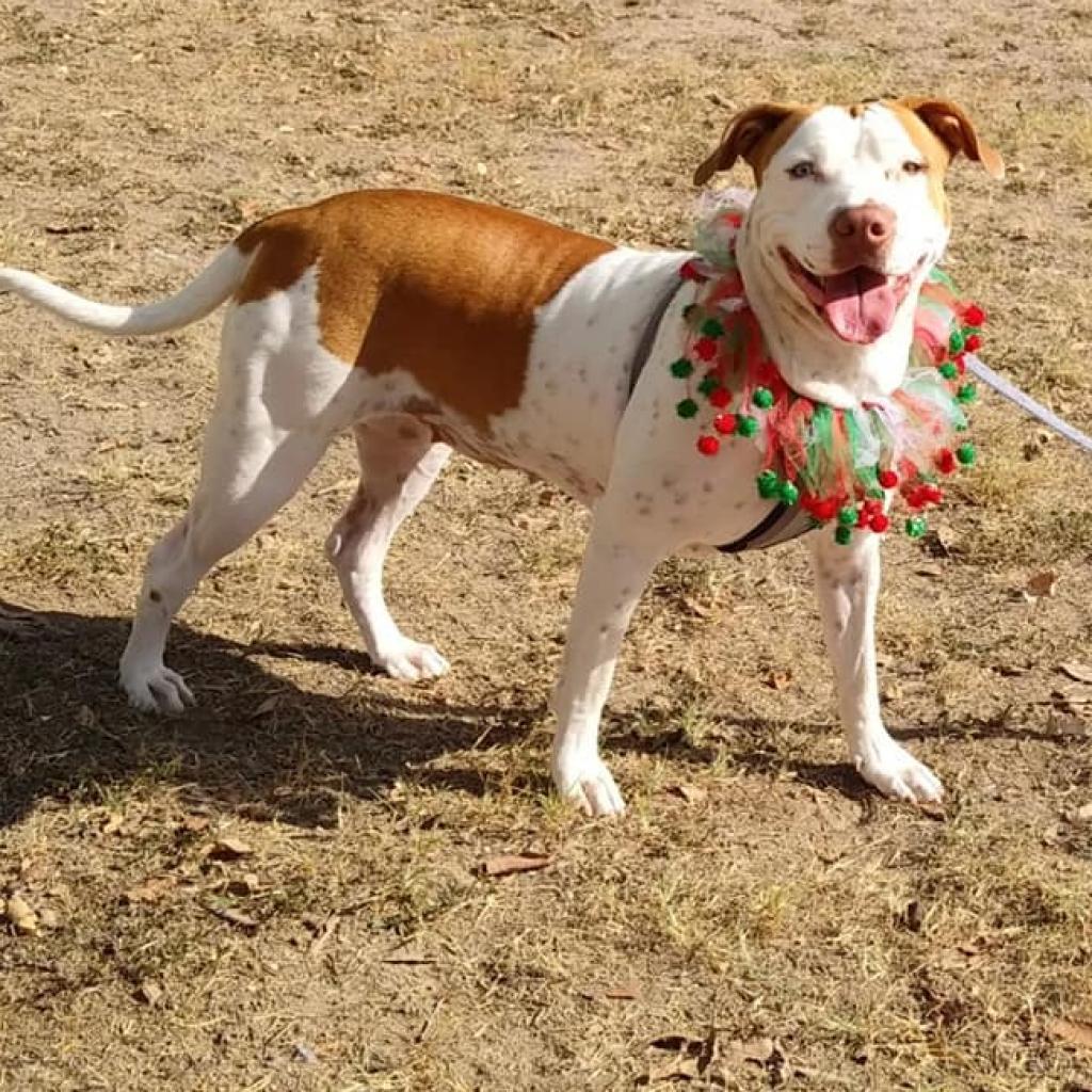 Heidi DJ*, an adoptable Pit Bull Terrier in Seattle, WA, 98106 | Photo Image 5