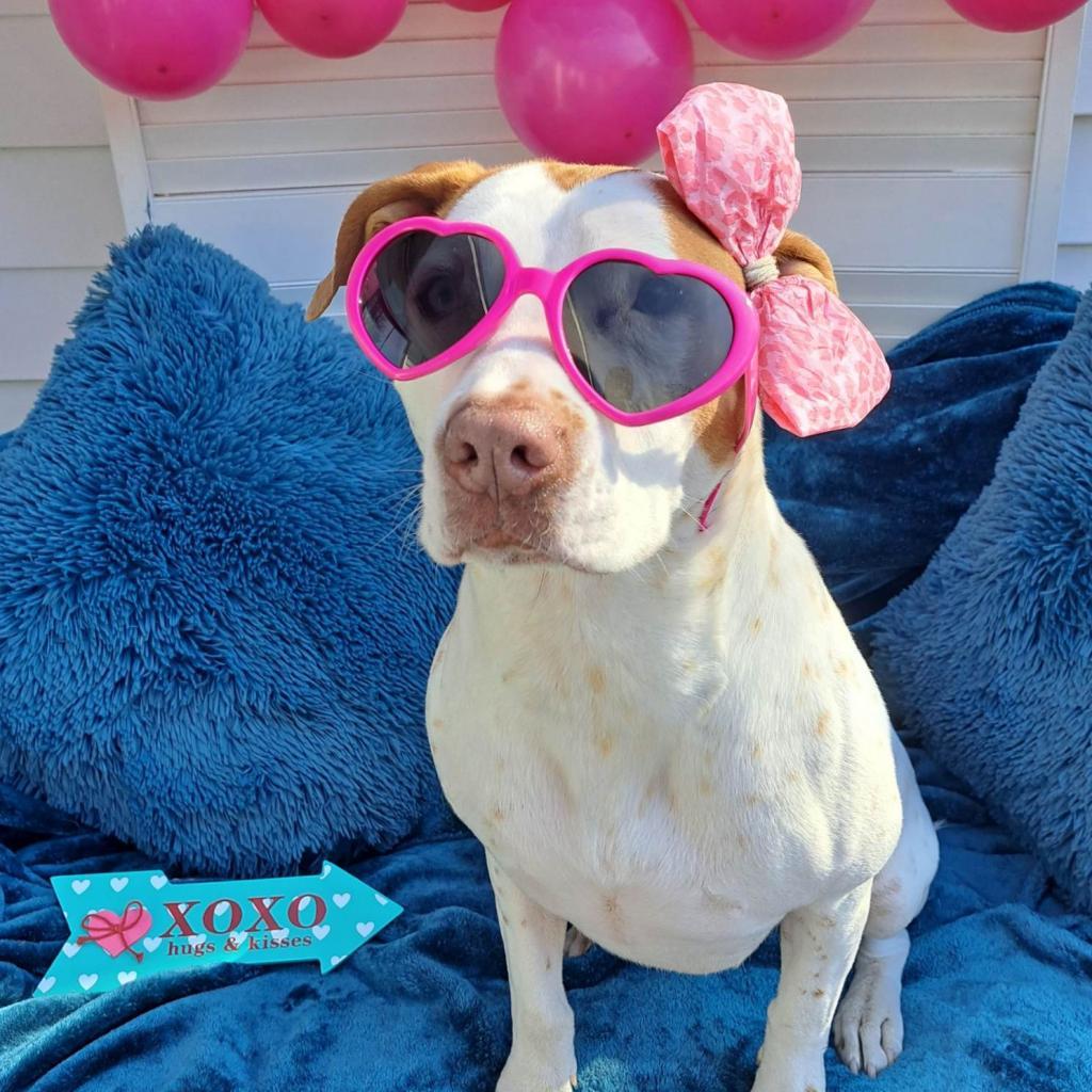 Heidi DJ*, an adoptable Pit Bull Terrier in Seattle, WA, 98106 | Photo Image 1