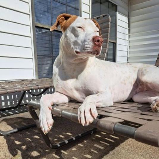 Heidi DJ*, an adoptable Pit Bull Terrier in Seattle, WA, 98106 | Photo Image 4