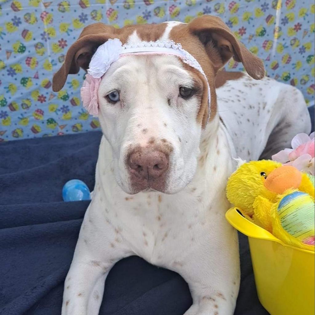 Heidi DJ*, an adoptable Pit Bull Terrier in Seattle, WA, 98106 | Photo Image 3