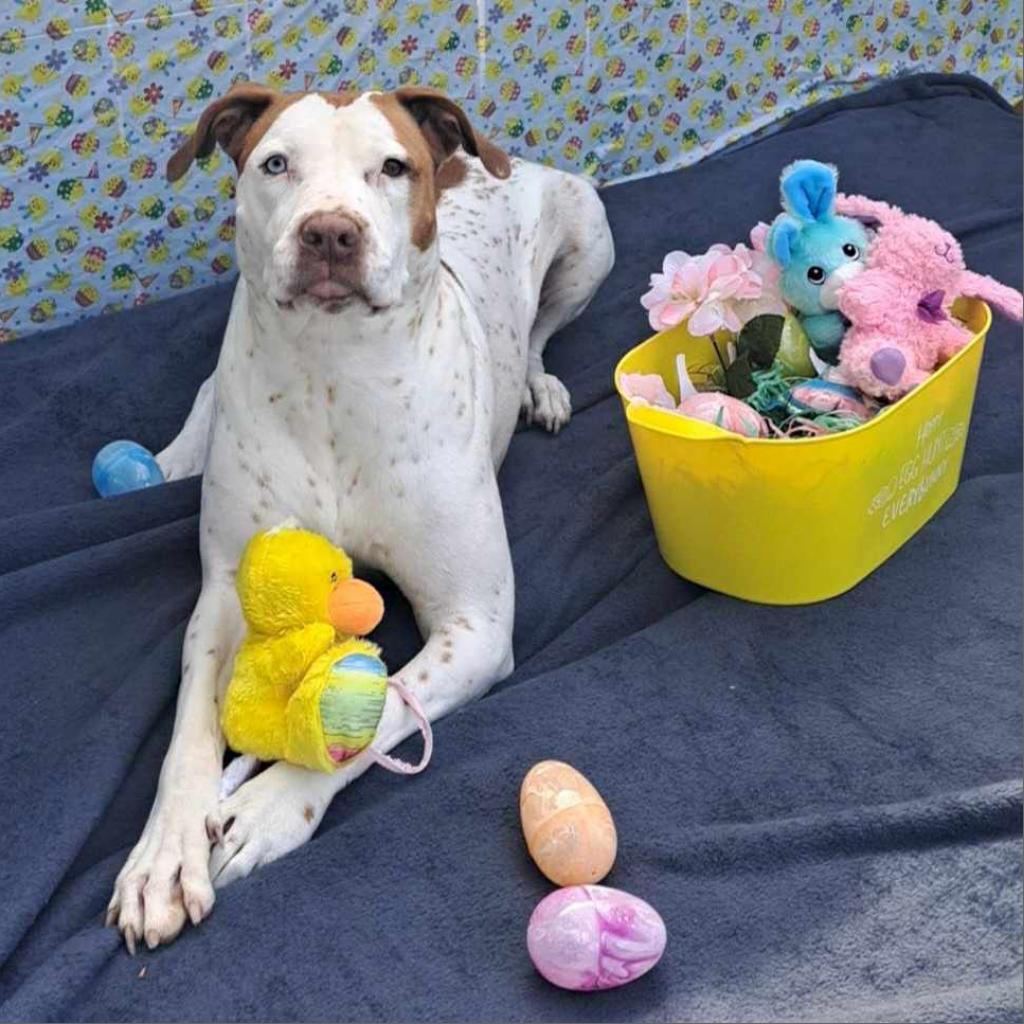 Heidi DJ*, an adoptable Pit Bull Terrier in Seattle, WA, 98106 | Photo Image 2