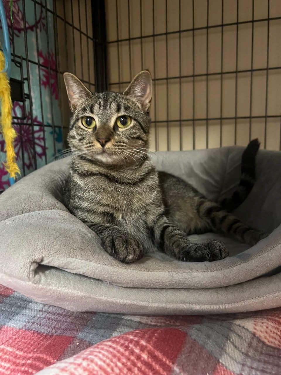 Enlarge Lily, a Adoptable Domestic Short Hair in Davenport, IA image 2/2