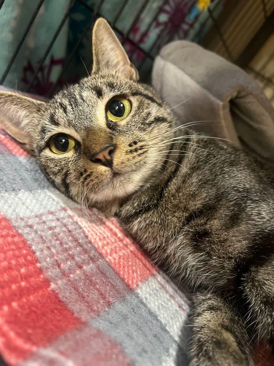 Enlarge Lily, a Adoptable Domestic Short Hair in Davenport, IA image 1/2