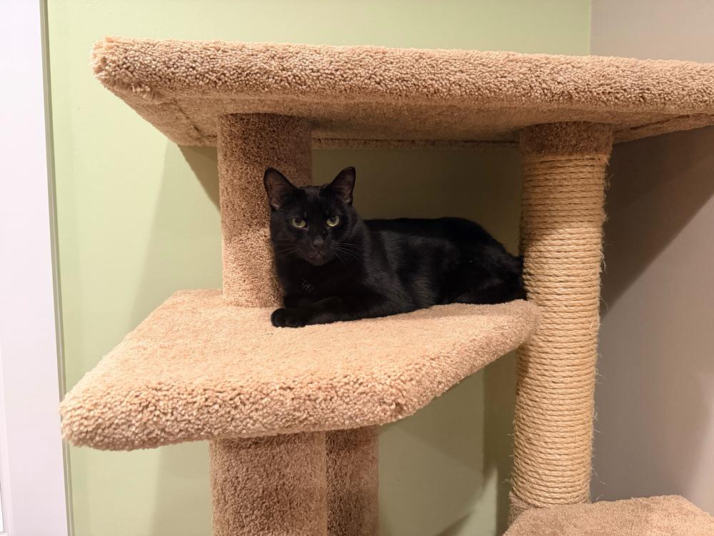 Enlarge Katya, a Adoptable mixed breed in Milltown, NJ image 1/5