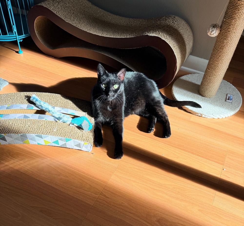 Enlarge Katya, a Adoptable mixed breed in Milltown, NJ image 2/5