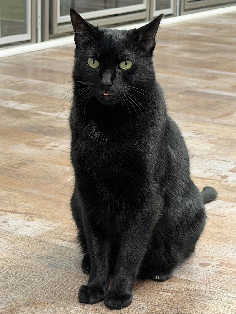 Enlarge Katya, a Adoptable mixed breed in Milltown, NJ image 3/5