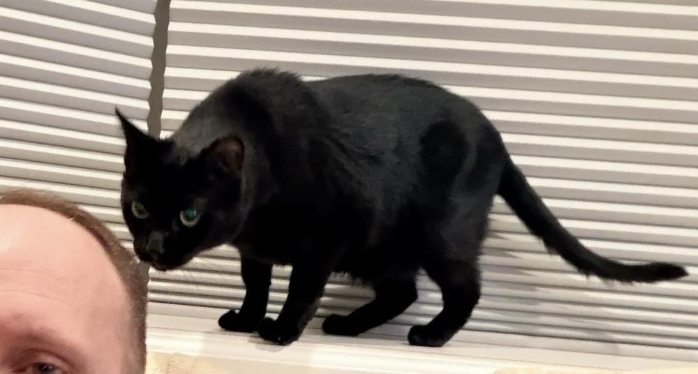 Enlarge Katya, a Adoptable Domestic Short Hair in Milltown, NJ image 1/5