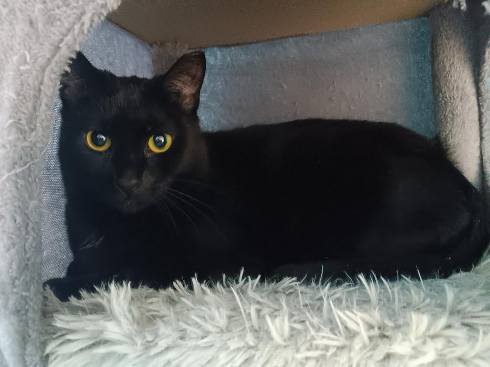 Katya, Adoptable, Adult Female Domestic Short Hair.