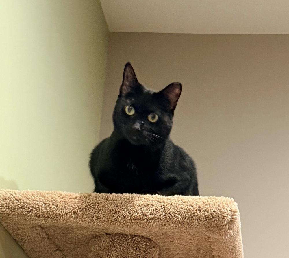 Enlarge Katya, a Adoptable Domestic Short Hair in Milltown, NJ image 2/5