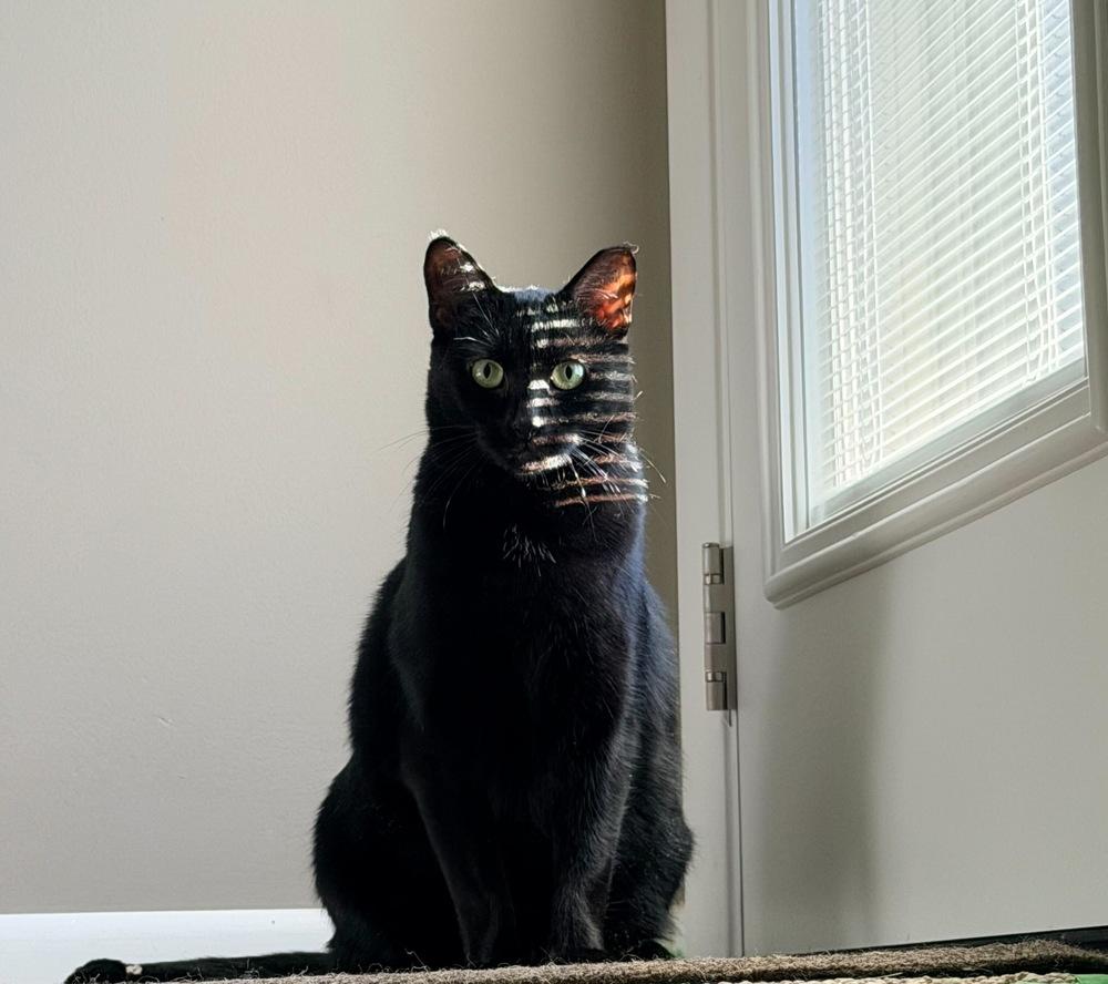 Enlarge Katya, a Adoptable mixed breed in Milltown, NJ image 3/5