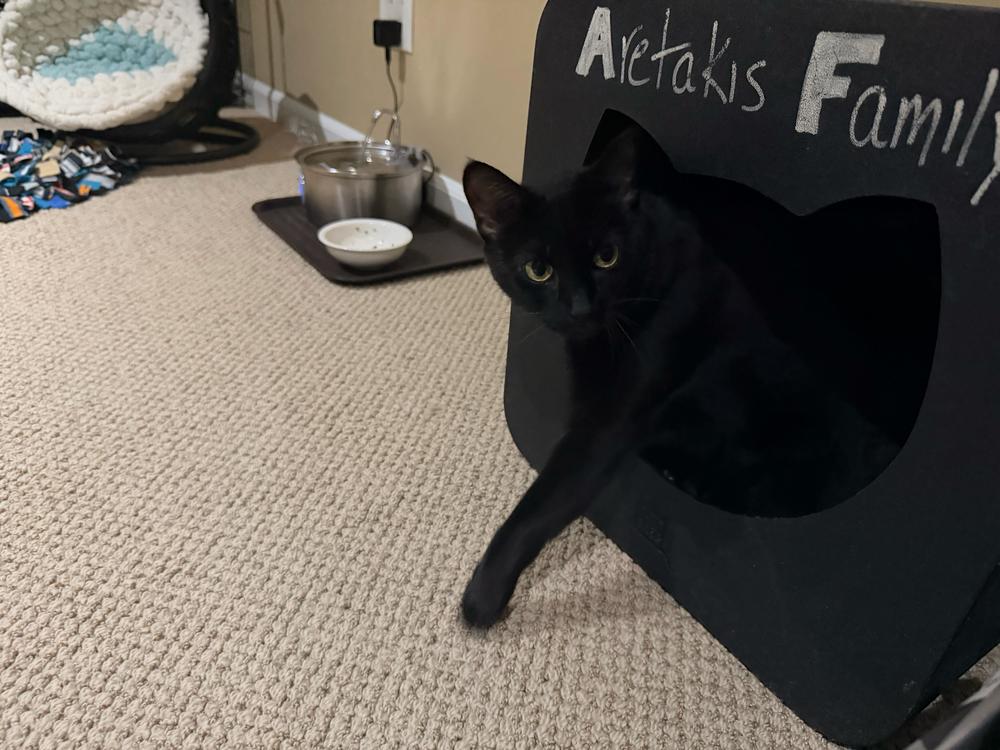 Enlarge Katya, a Adoptable Domestic Short Hair in Milltown, NJ image 3/5