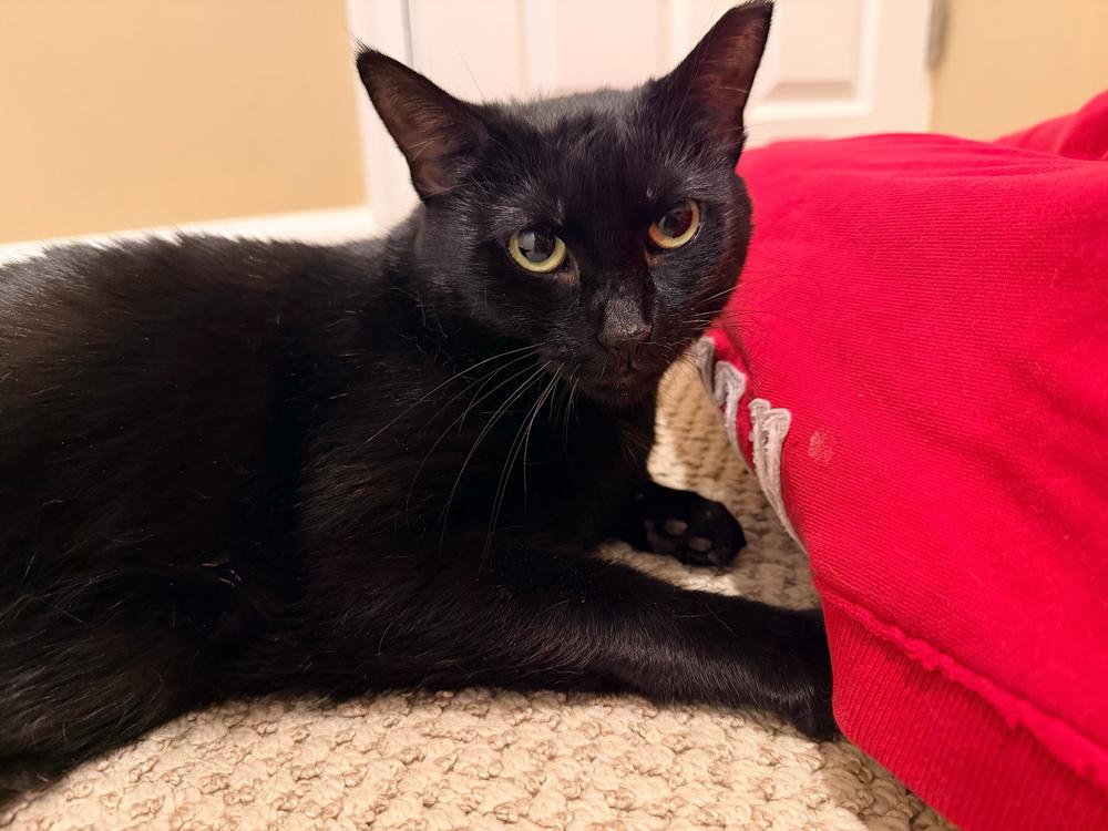 Enlarge Katya, a Adoptable Domestic Short Hair in Milltown, NJ image 4/5