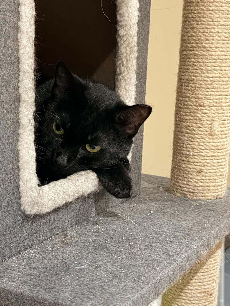 Enlarge Katya, a Adoptable Domestic Short Hair in Milltown, NJ image 5/5