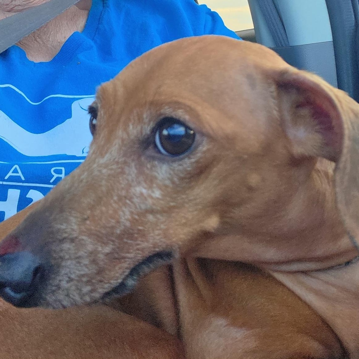 Barney, an adopted Dachshund in Omaha, NE image 3/3