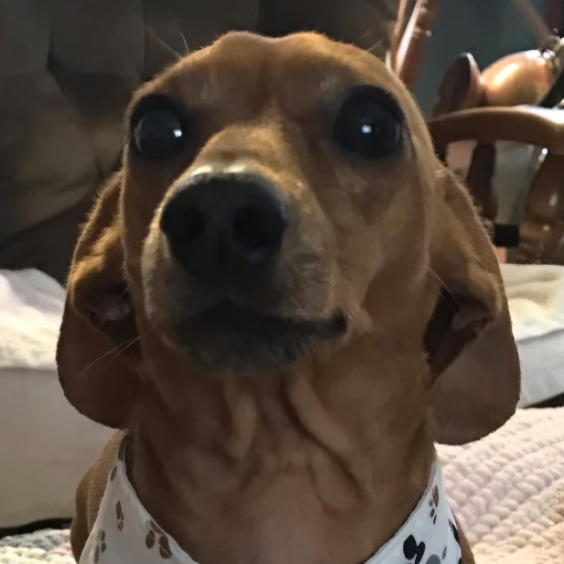 Barney, an adopted Dachshund in Omaha, NE image 2/3