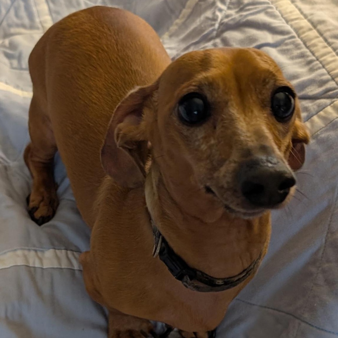 Barney, an adopted Dachshund in Omaha, NE image 1/3