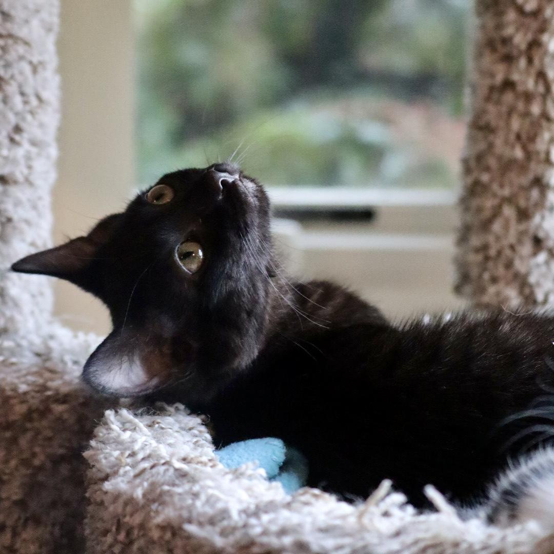 Calgero, Adoptable, Kitten Male Domestic Short Hair.