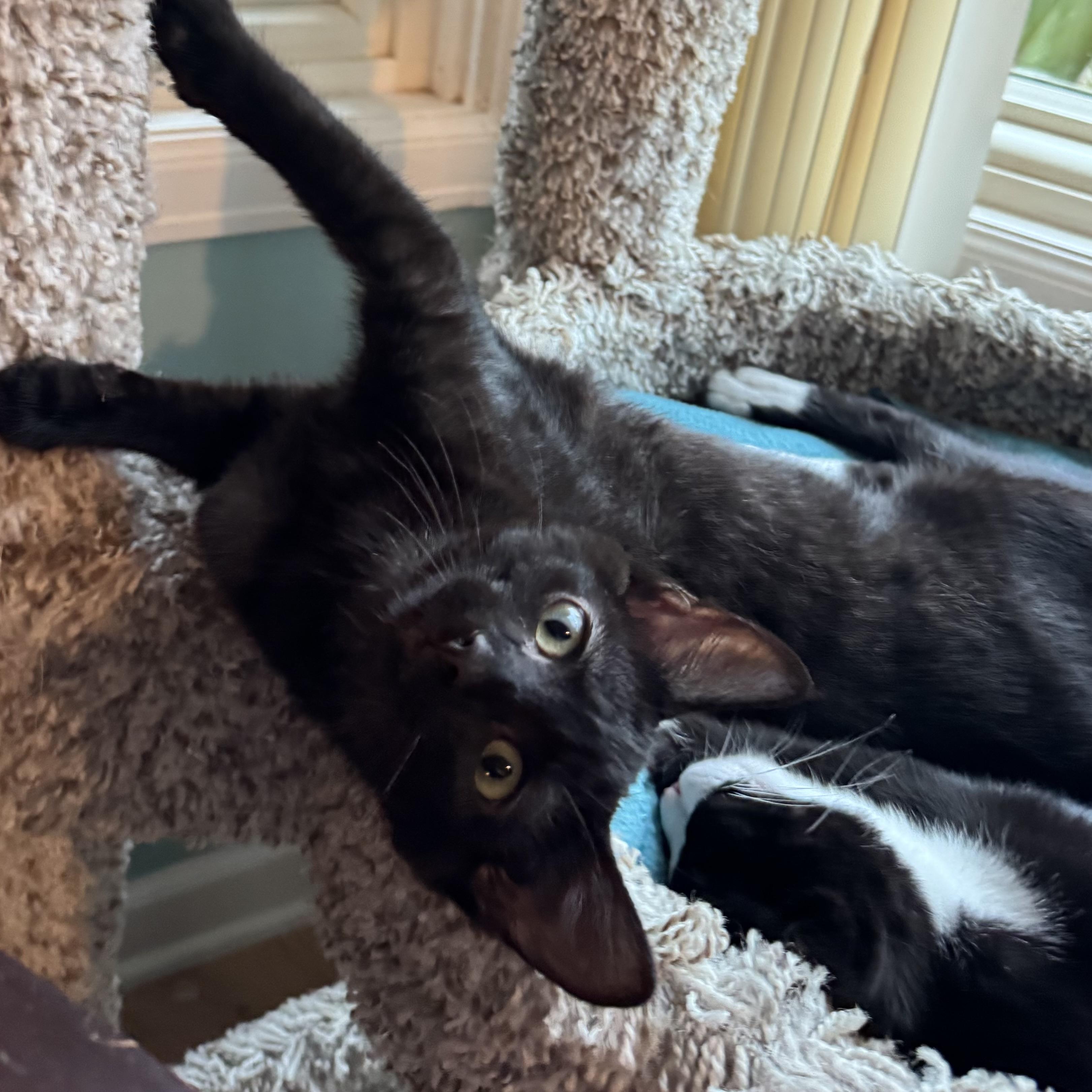 Enlarge Calgero, a Adoptable Domestic Short Hair in Wilsonville, OR image 2/6