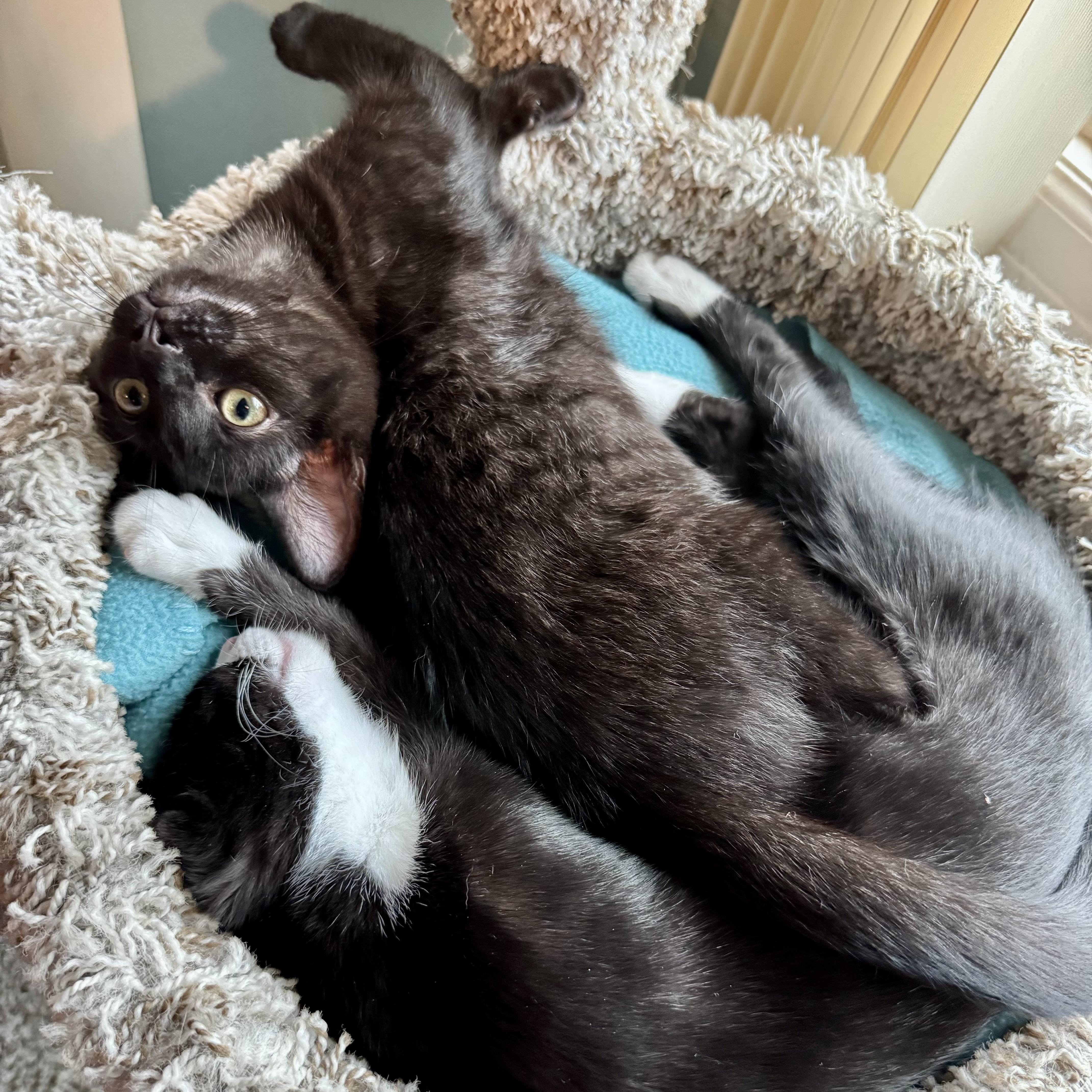 Enlarge Calgero, a Adoptable Domestic Short Hair in Wilsonville, OR image 3/6