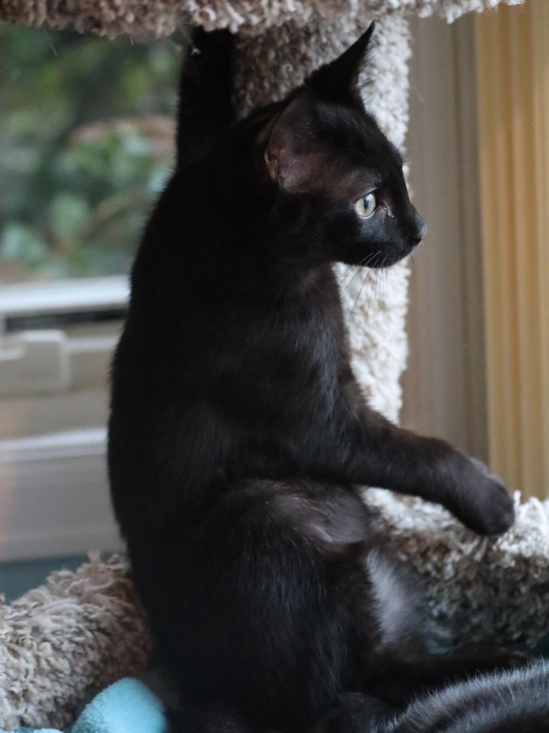 Enlarge Calgero, a Adoptable Domestic Short Hair in Wilsonville, OR image 5/6