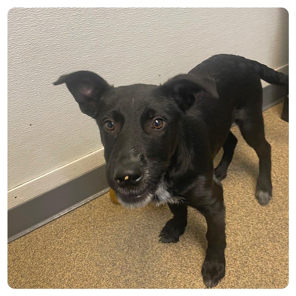 Benji, Adoptable, Puppy Male Mixed Breed.