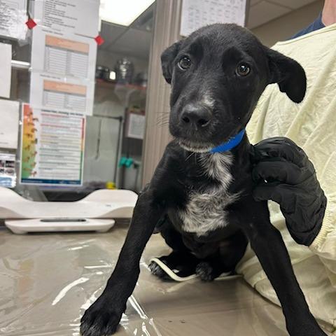 Benji, a Adoptable Mixed Breed in Knoxville, TN image 2/2
