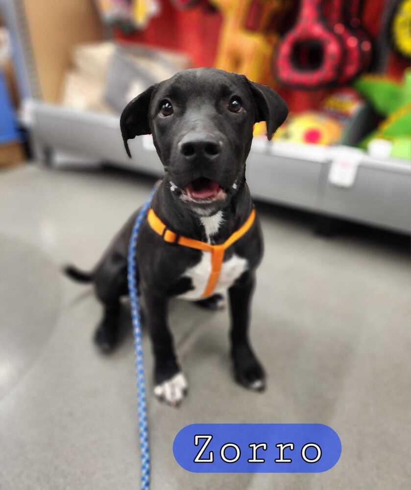 Zorro, Adoptable, Young Male Labrador Retriever & Pit Bull Terrier.