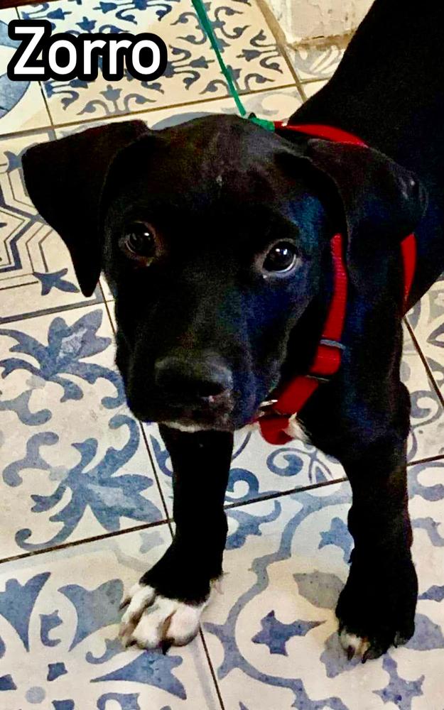 Zorro, a Adoptable mixed breed in Tulsa, OK image 2/5