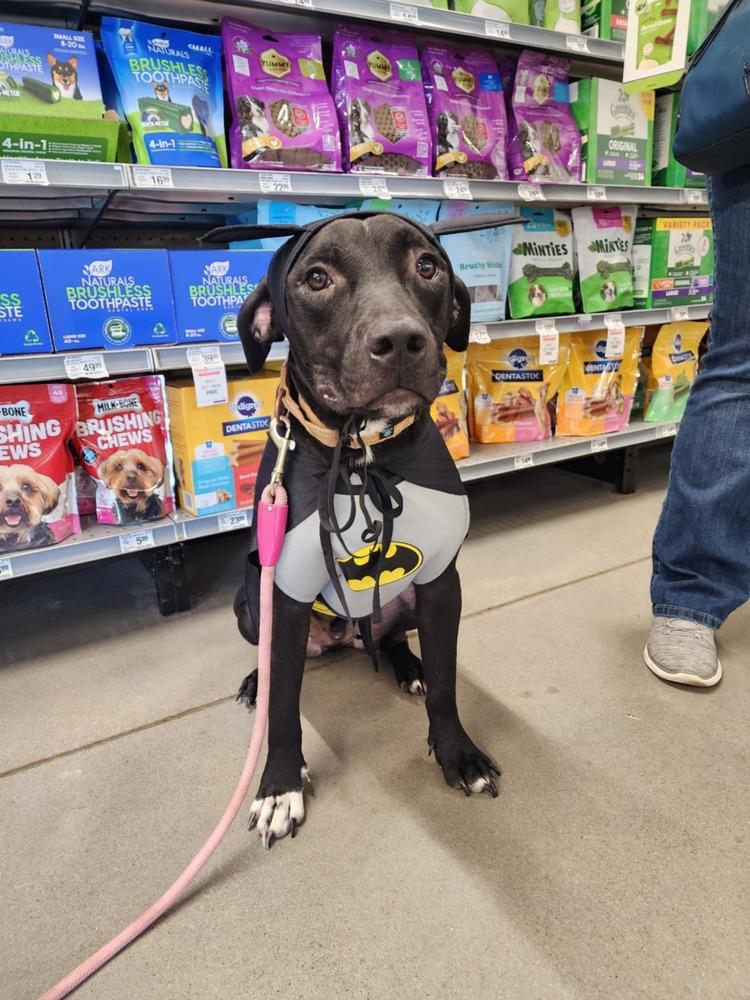 Zorro, a Adoptable mixed breed in Tulsa, OK image 3/5