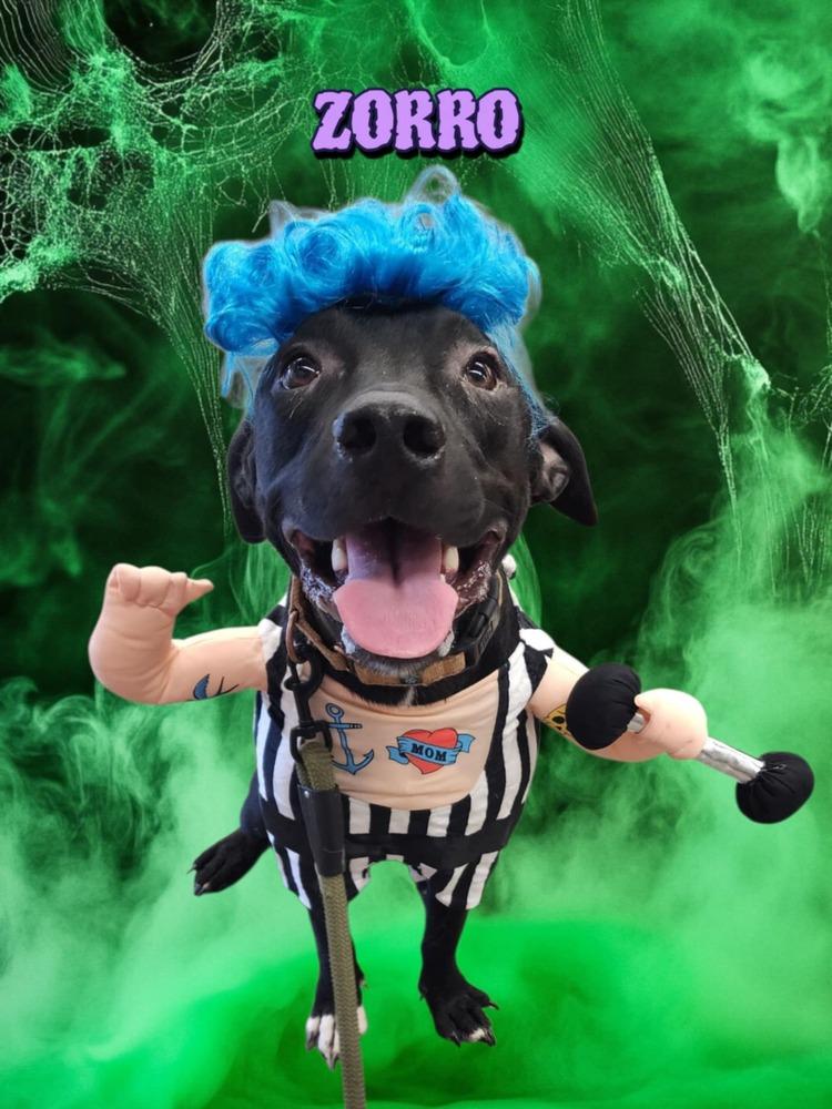 Zorro, a Adoptable mixed breed in Tulsa, OK image 4/5