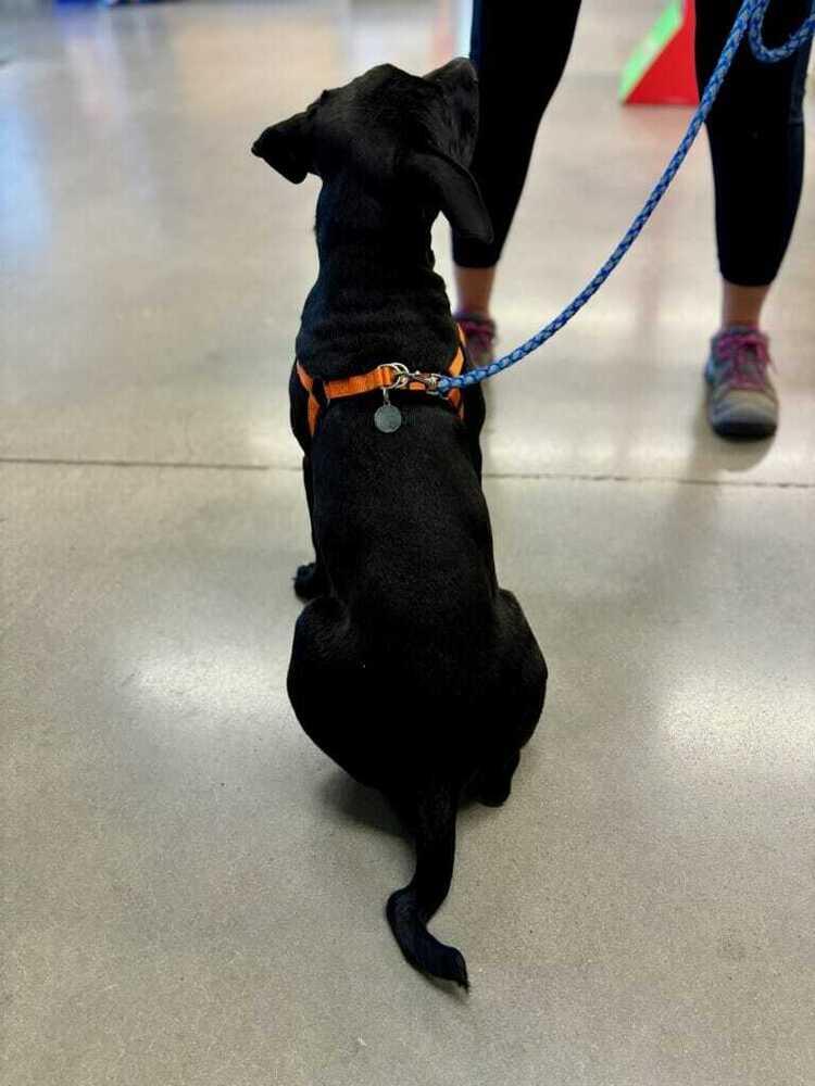 Zorro, a Adoptable mixed breed in Tulsa, OK image 5/5