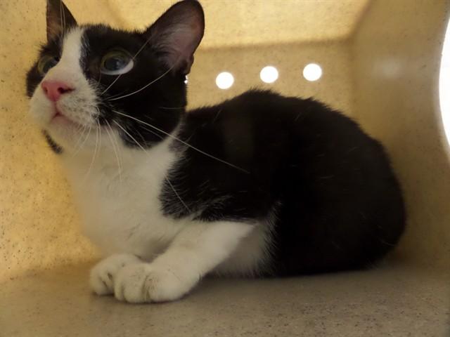 CORA, Adoptable, Kitten Female Domestic Short Hair.