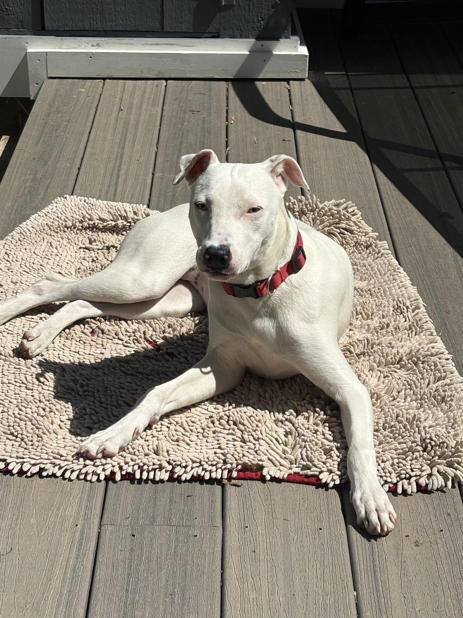 Snow, Adoptable, Young Female Labrador Retriever & American Bulldog.