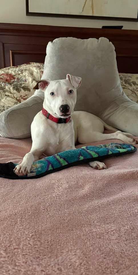 Enlarge Snow, a Adoptable mixed breed in Tarrytown, GA image 2/3