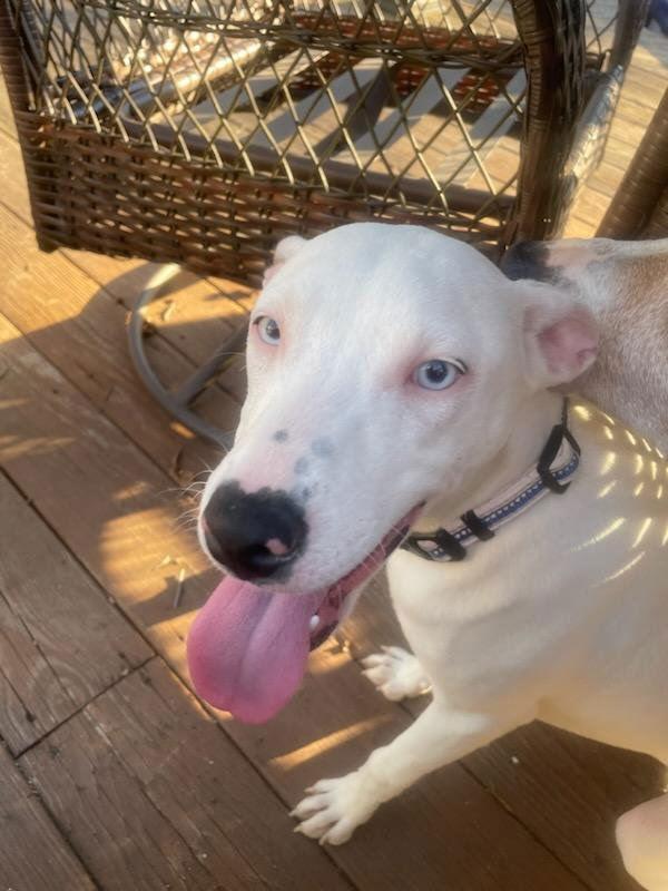 Enlarge Snow, a Adoptable mixed breed in Tarrytown, GA image 1/3