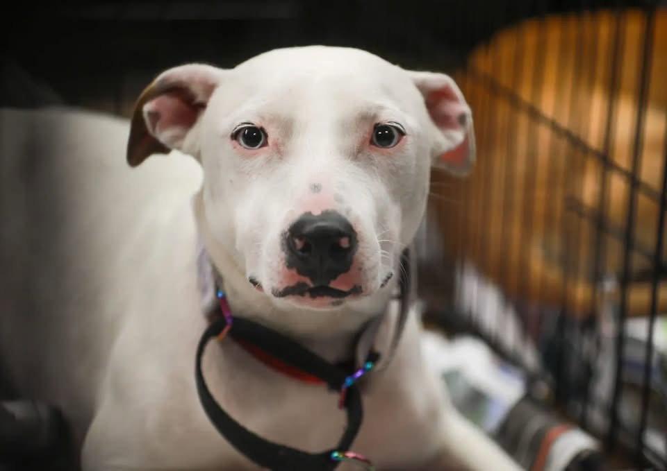 Enlarge Snow, a Adoptable mixed breed in Tarrytown, GA image 3/3