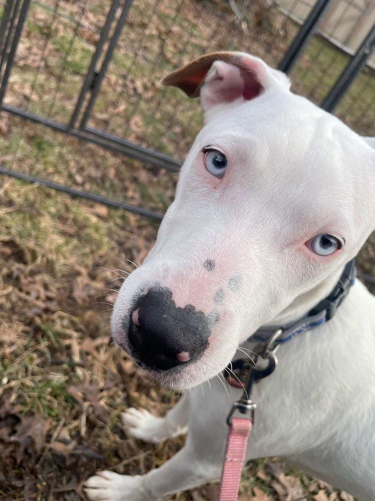 Enlarge Snow, a Adoptable mixed breed in Tarrytown, GA image 2/3