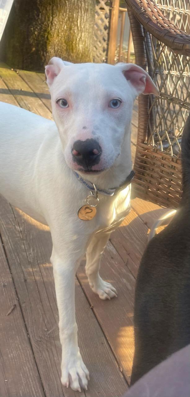 Enlarge Snow, a Adoptable mixed breed in Tarrytown, GA image 3/3