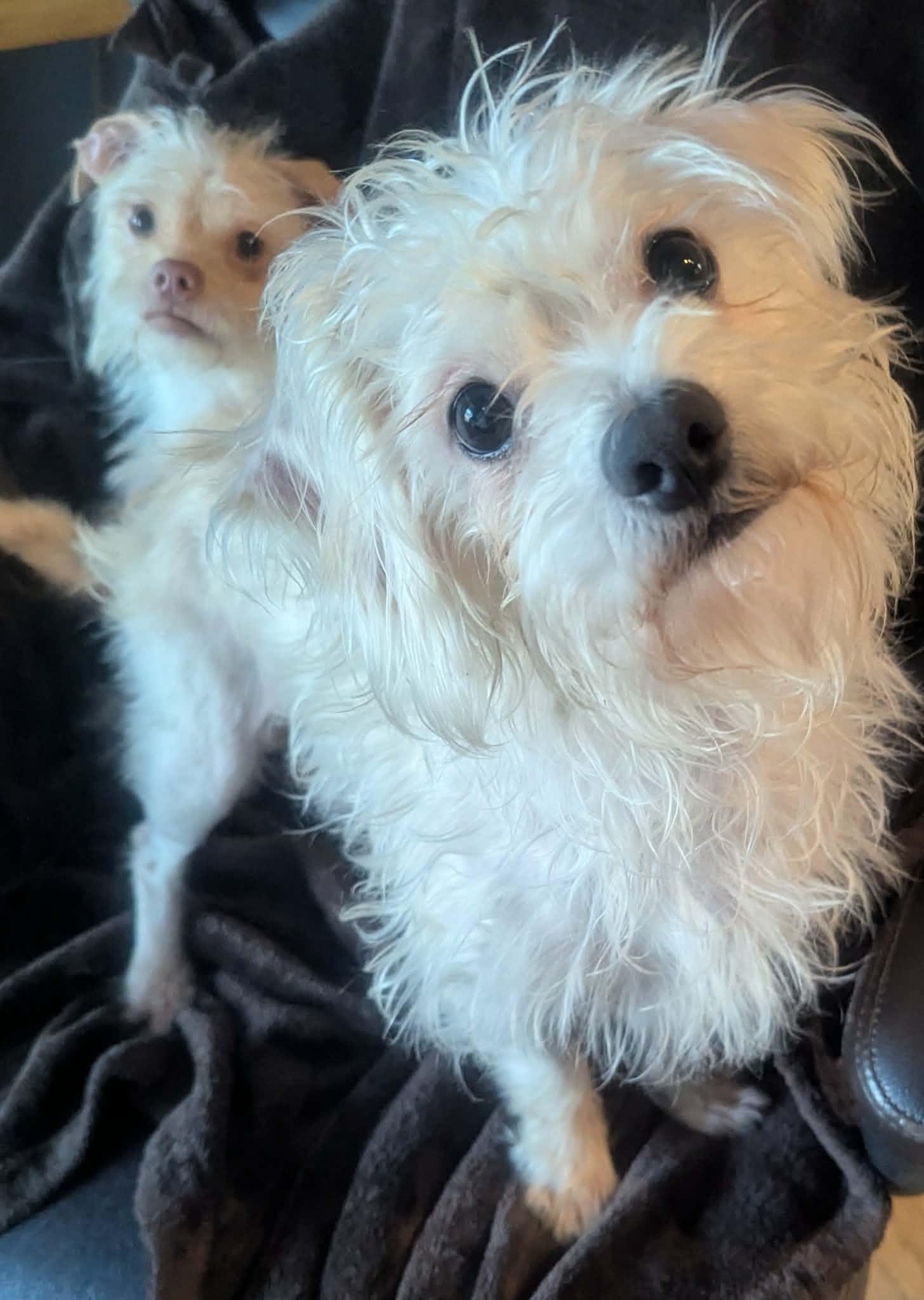 Jelly Roll--sooo sweet!!, a ADOPTABLE mixed breed in Yorkville, IL image 3/5