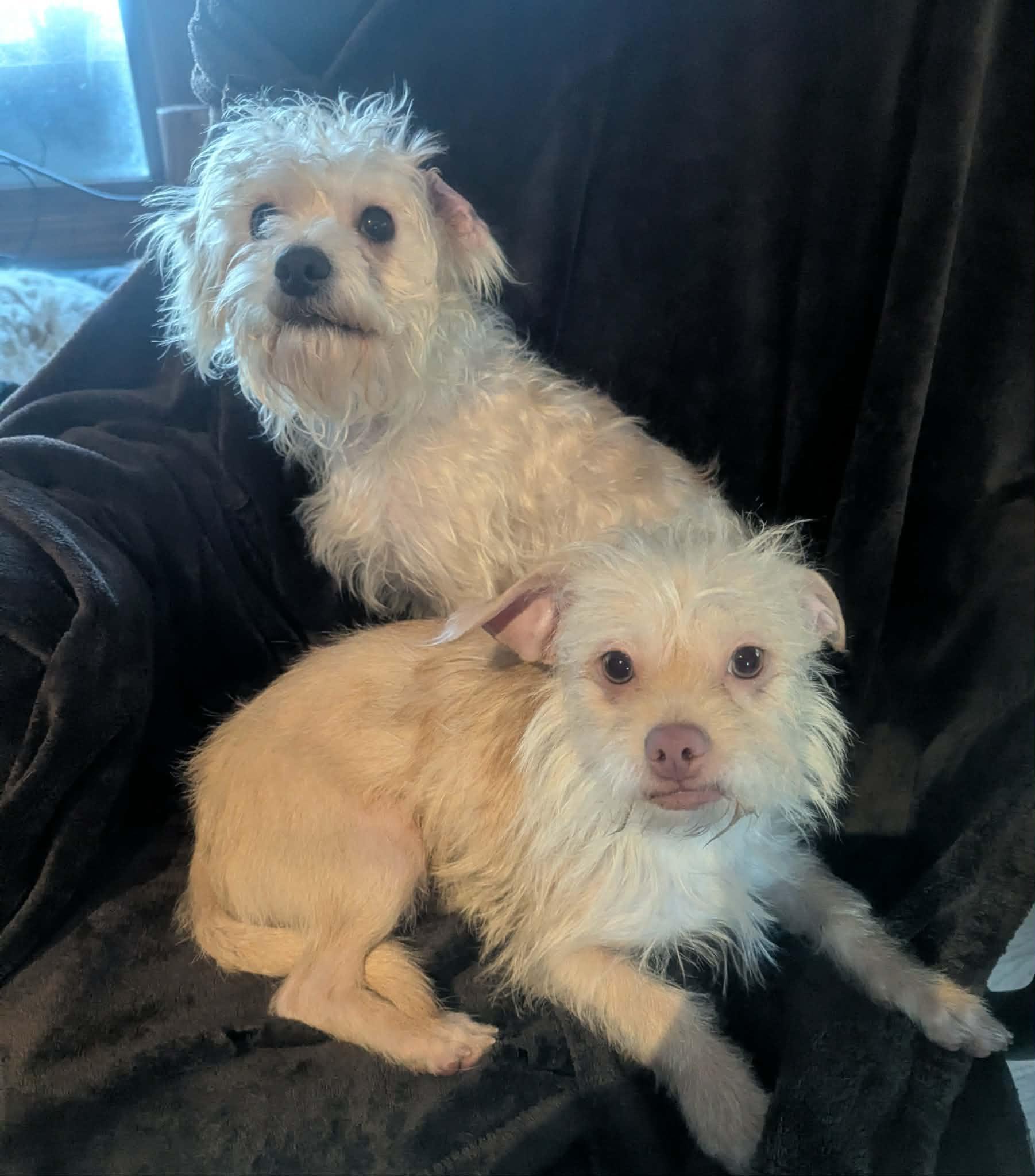 Jelly Roll--sooo sweet!!, a ADOPTABLE mixed breed in Yorkville, IL image 5/5