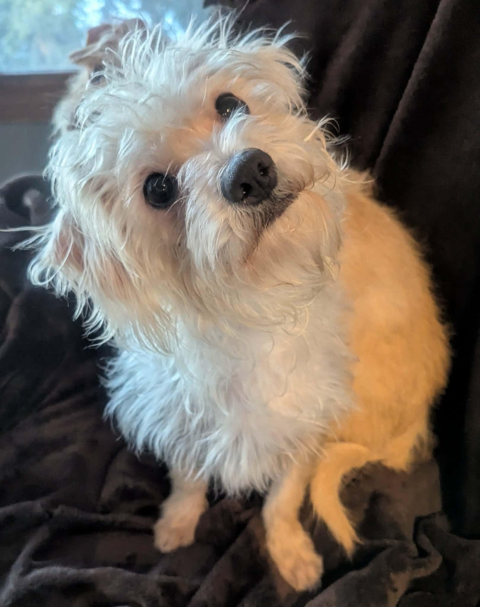 Jelly Roll--sooo sweet!!, a ADOPTABLE mixed breed in Yorkville, IL image 2/5