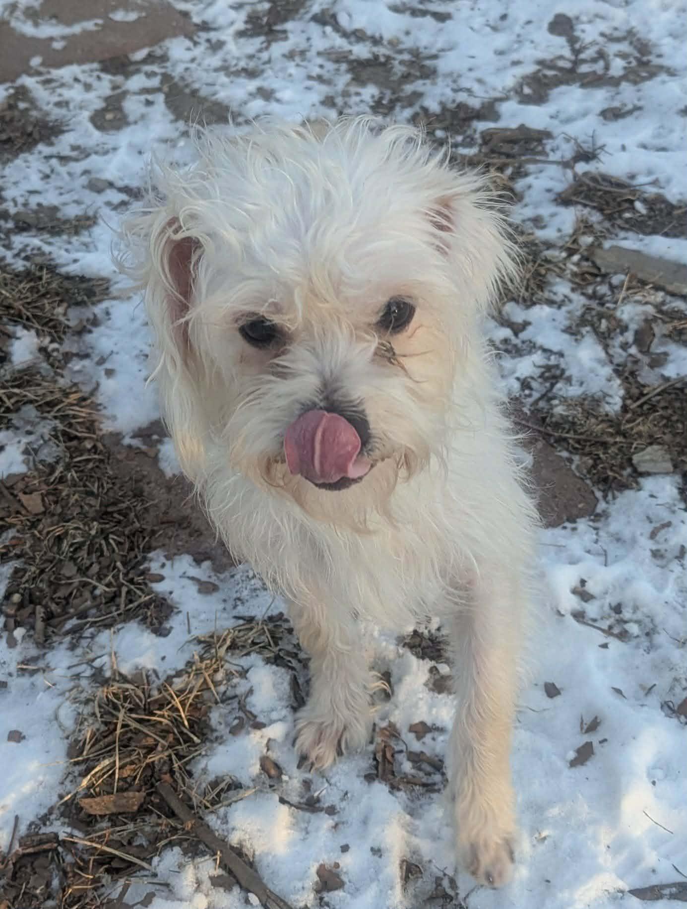 Jelly Roll--sooo sweet!!, a ADOPTABLE mixed breed in Yorkville, IL image 4/5