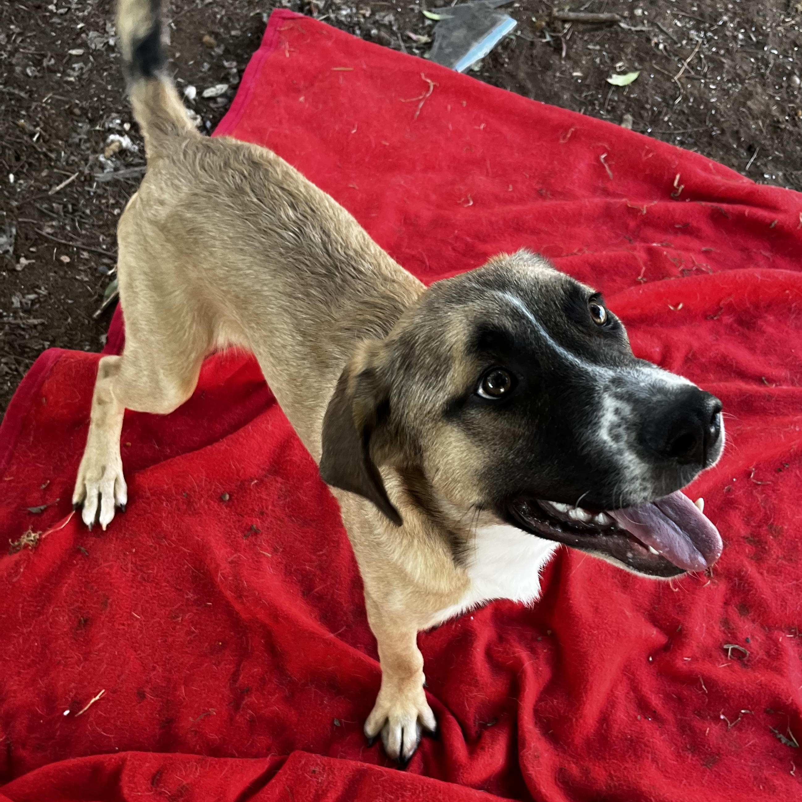 Enlarge Bandito, a Adoptable mixed breed in Austin, TX image 4/5