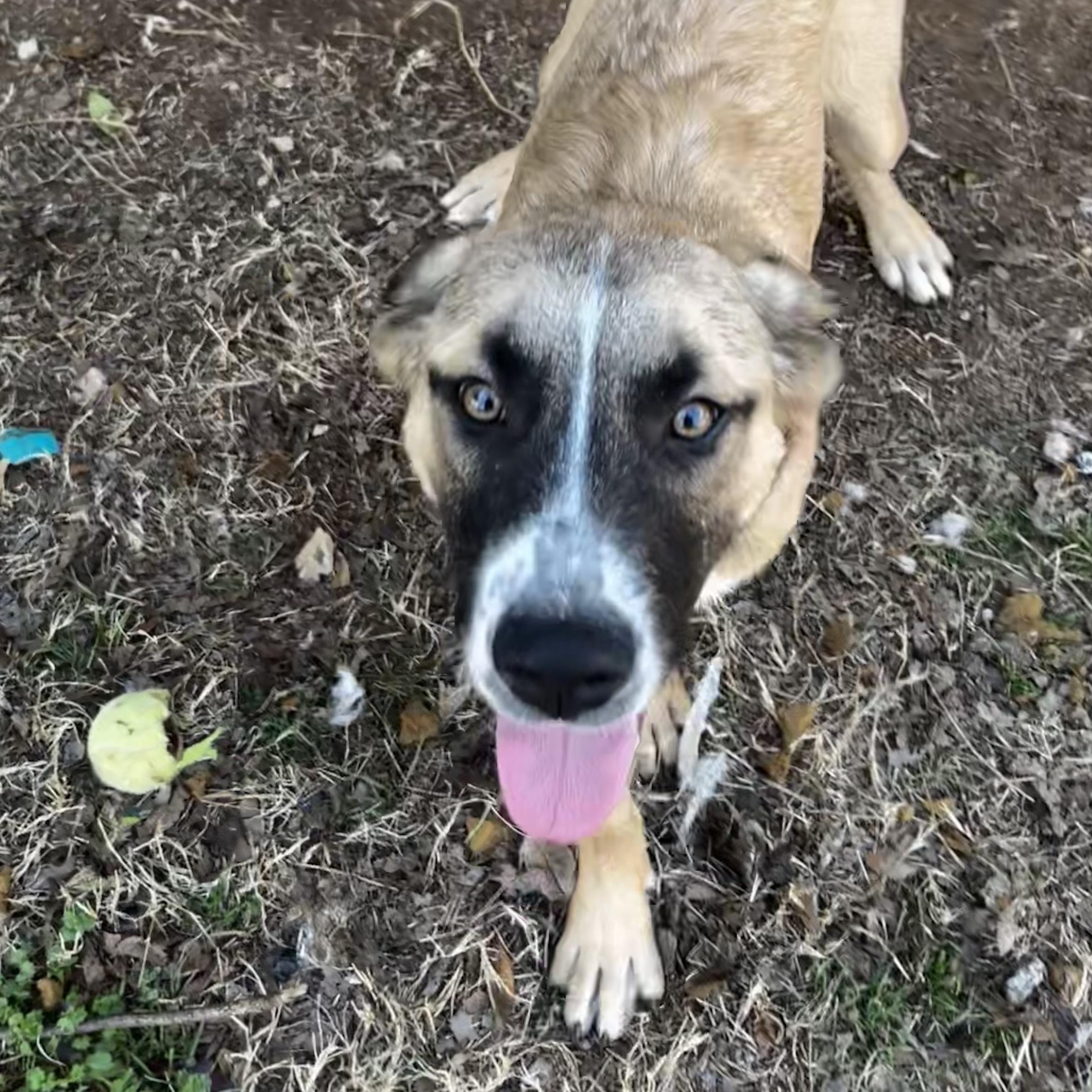 Enlarge Bandito, a Adoptable mixed breed in Austin, TX image 5/5