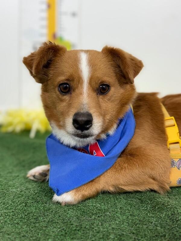 Jenga, adopted, Young Male Corgi & Dachshund.